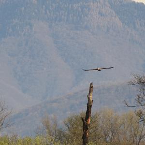 Black Kite