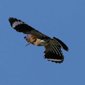 Eurasian Hoopoe