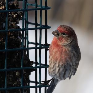 House Finch