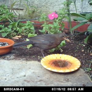 Eurasian Blackbird