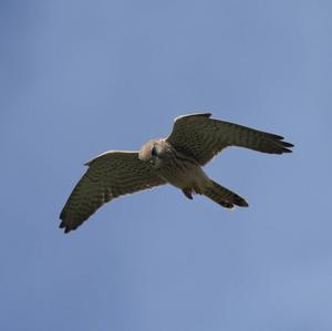 Common Kestrel