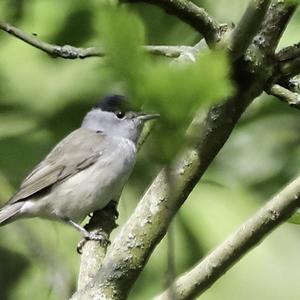 Blackcap