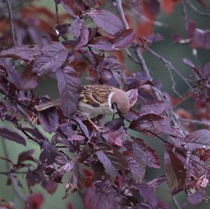 Eurasian Tree Sparrow