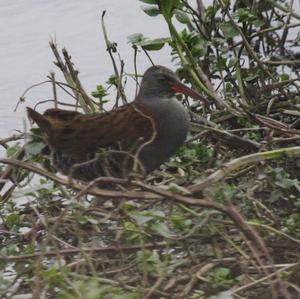 Water Rail