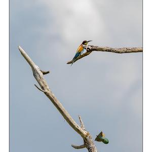 European Bee-eater