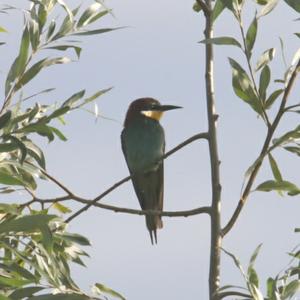 European Bee-eater