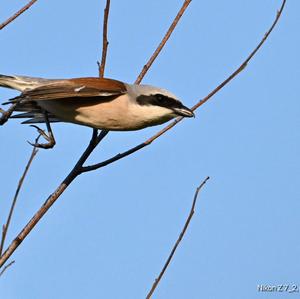 Red-backed Shrike