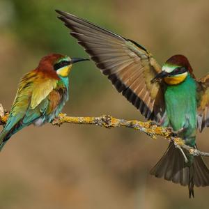 European Bee-eater