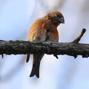 Red Crossbill