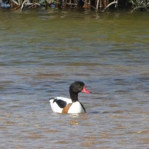 Common Shelduck