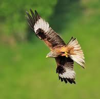 Red Kite