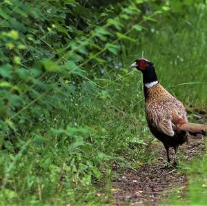 Common Pheasant