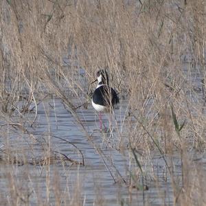 Black-winged Stilt