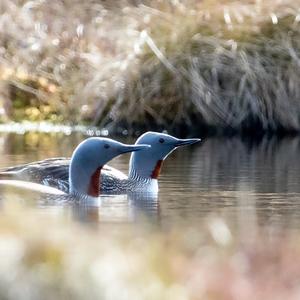 Red-throated Loon