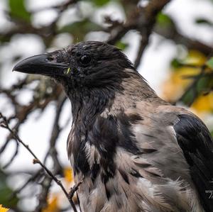 Hooded Crow