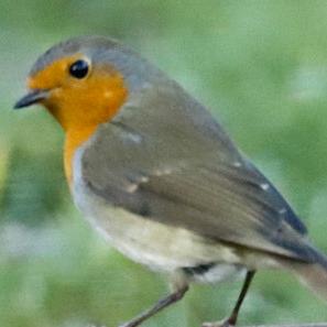 European Robin