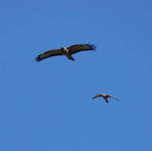 Common Kestrel