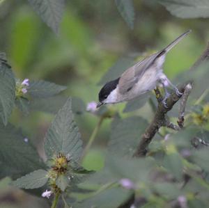 Willow Tit