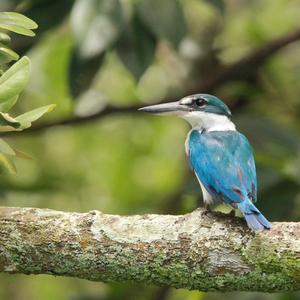 Collared Kingfisher