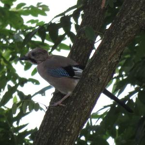 Eurasian Jay