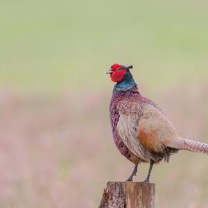 Common Pheasant