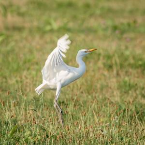 Cattle Egret