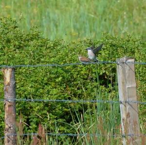 Red-backed Shrike