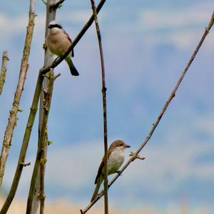 Red-backed Shrike