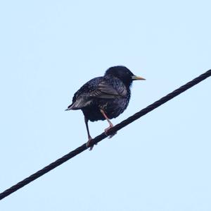 Common Starling