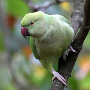 Rose-ringed Parakeet