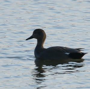 Gadwall