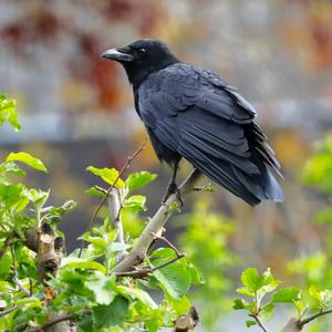 Carrion Crow