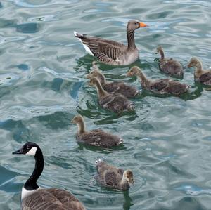 Greylag Goose