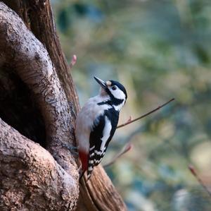 Great Spotted Woodpecker