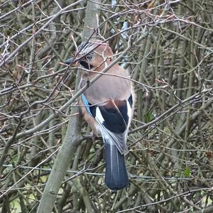 Eurasian Jay