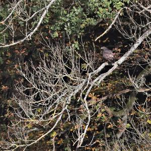 Common Buzzard