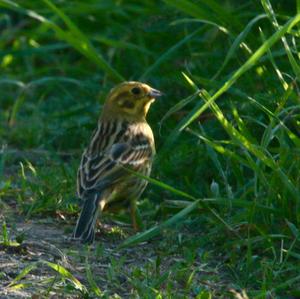 Yellowhammer