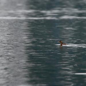 Little Grebe