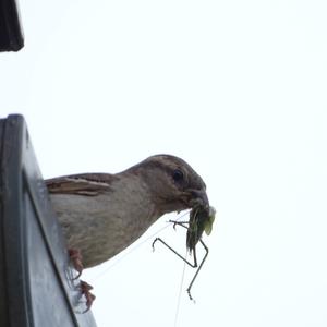 House Sparrow