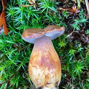 Bay Bolete