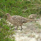 Common Pheasant