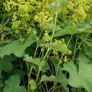 Lady's Mantle