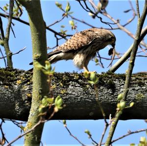 Common Kestrel