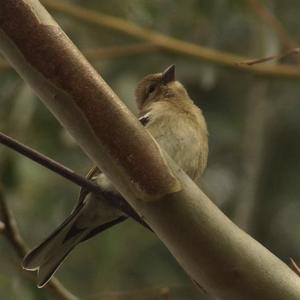 Eurasian Chaffinch