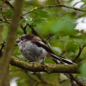 Long-tailed Tit