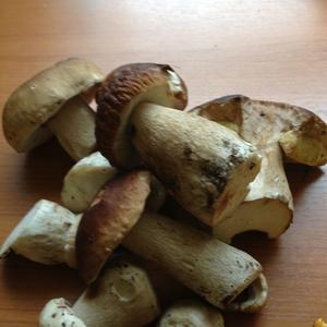 King Bolete