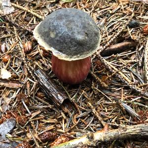 Red-cracked Bolete