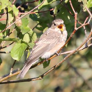 Spotted Flycatcher