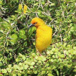 Cape Weaver