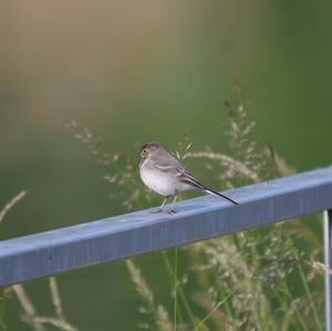 White Wagtail